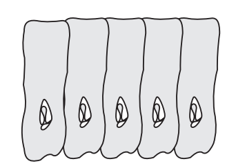 <p>Identify the cells, describe their shape</p>