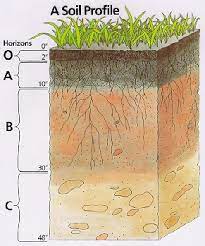 <p><span style="font-family: sans-serif">• The primary driver of soil formation is climate</span><span><br></span><span style="font-family: sans-serif">• Factors that control soil development, include:</span><span><br></span><span style="font-family: sans-serif">• 1) Host rock composition, 2) Moisture, 3) Temperature, 4) Fluid Content, 5) Biology, 6) Topography (Slope &amp; Orientation)</span></p>