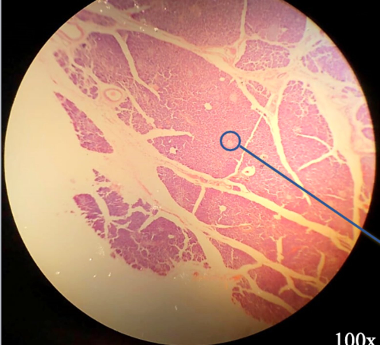 <p>Name the organ</p>