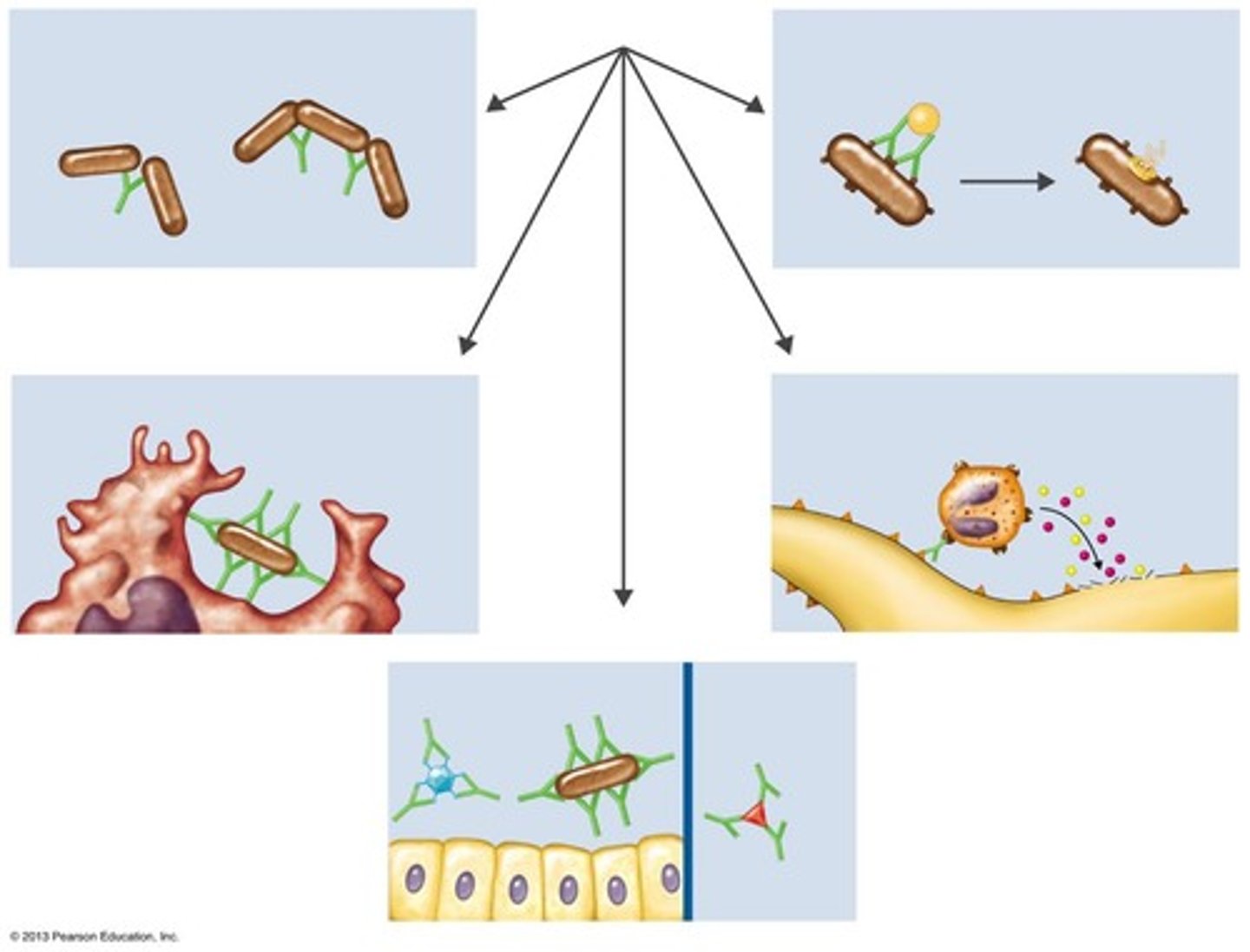 <p>Includes activation of complement and agglutination.</p>