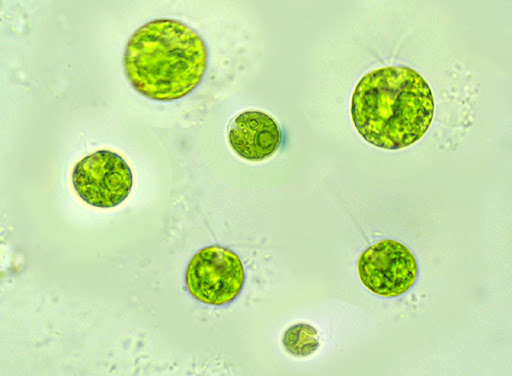 <p>Green balls</p>