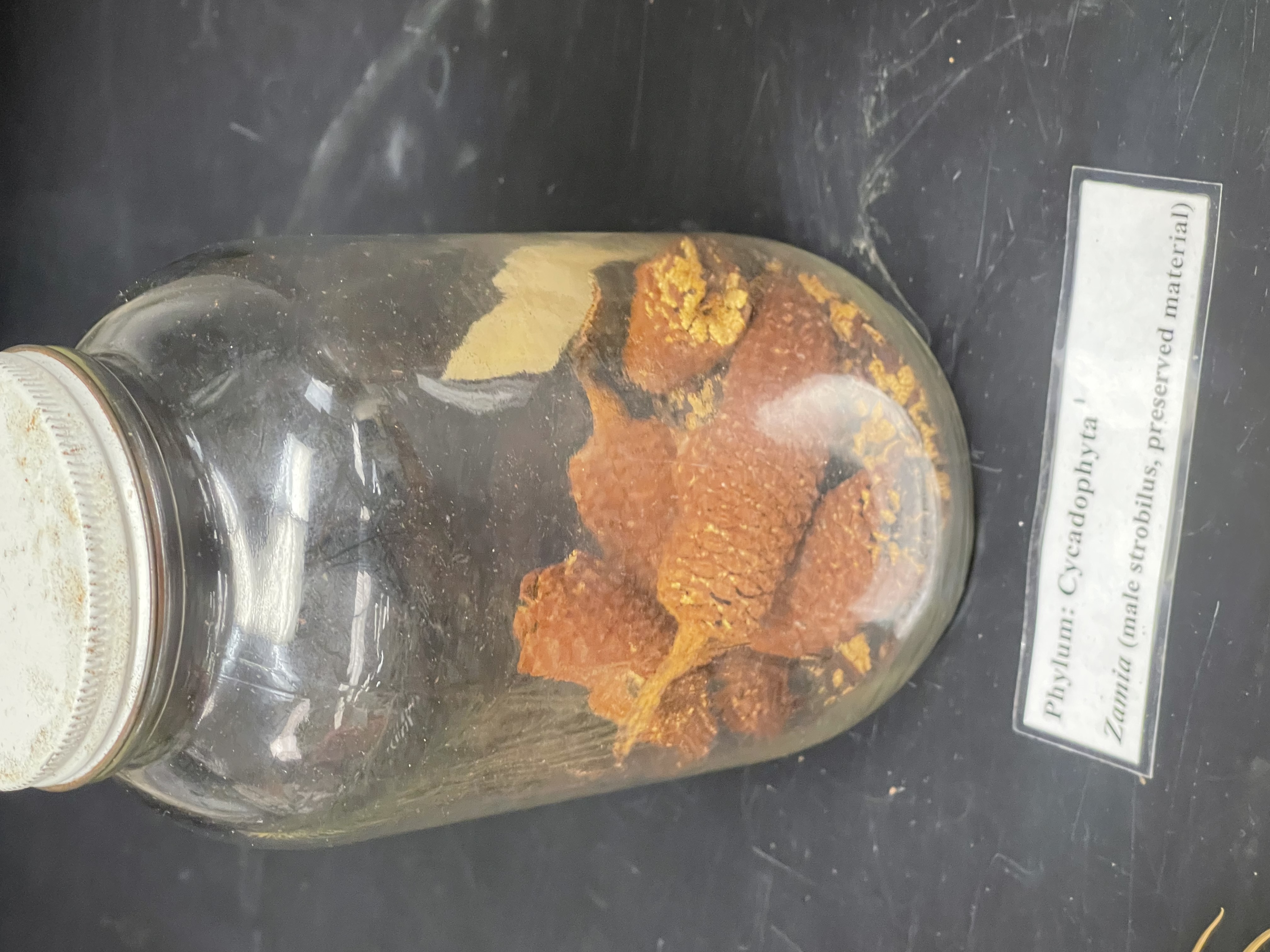 Name the cone and phylum 