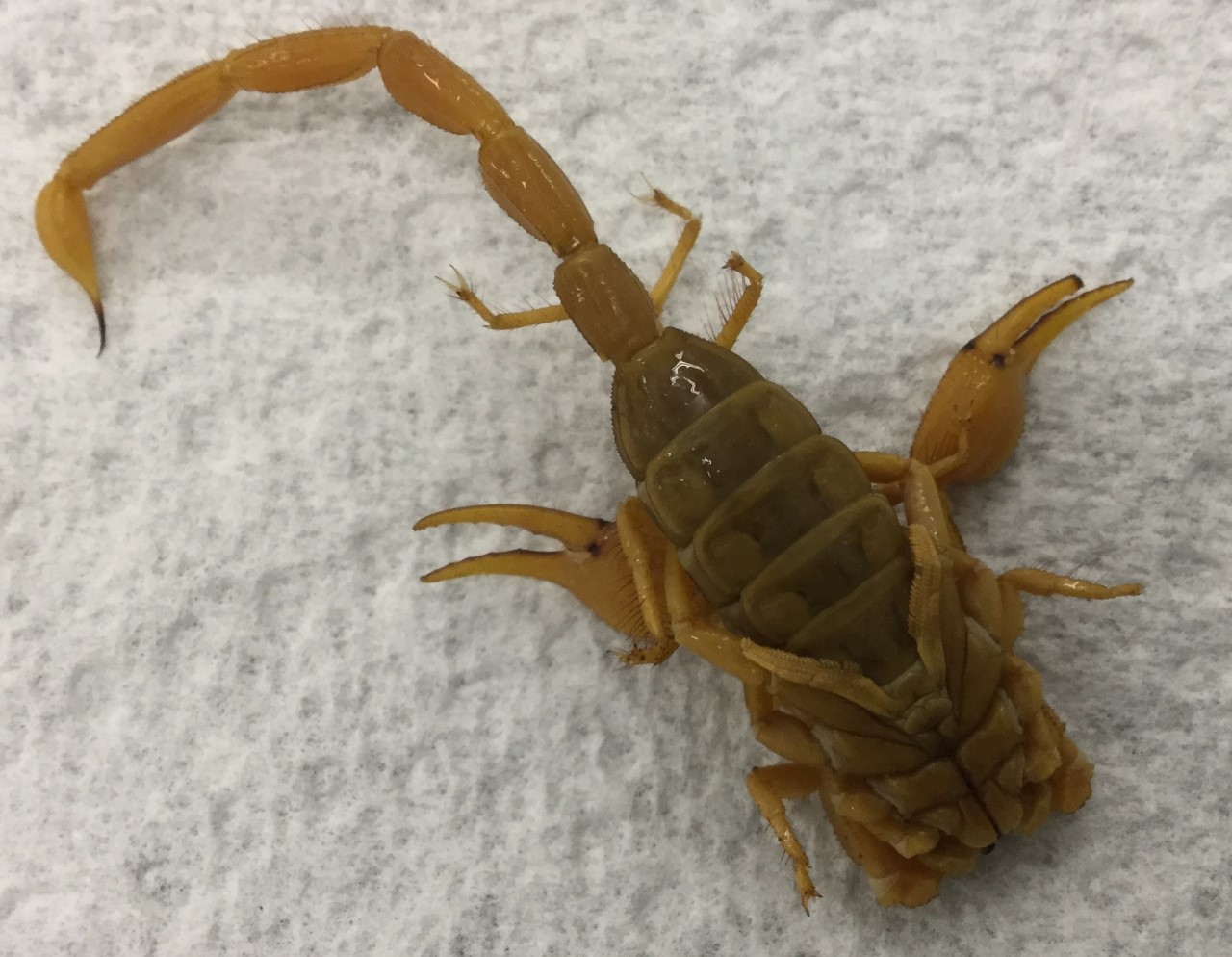 Identify Phylum, subphylum, class, and species