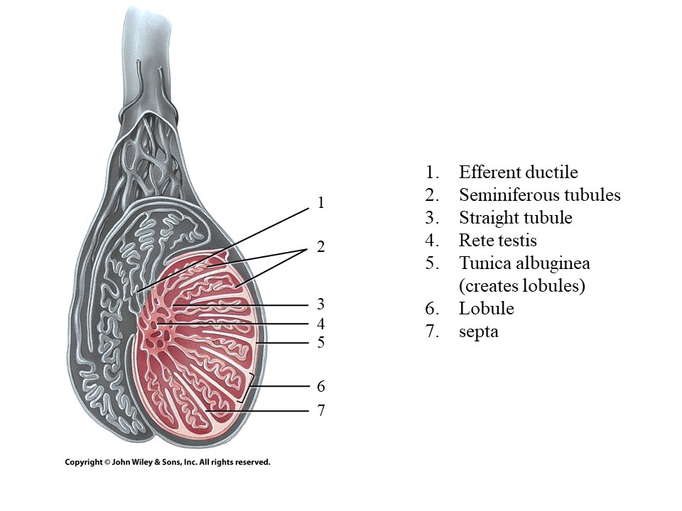 <ol start="2"><li><p>Seminiferous tubules</p></li></ol>