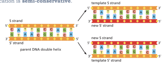 <ul><li><p>EACH STRAND SERVES AS A TEMPLATE</p></li><li><p>REPLICATION IS SEMI-CONSERVATIVE</p></li><li><p>BECAUSE A ONLY PAIRS WITH T, AND G ONLY PAIRS WITH C, DNA CAN ACT AS A TEMPLATE FOR ITS OWN REPLICATION </p></li></ul><p></p>