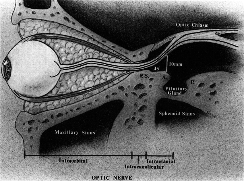 <p>6-10 mm</p><p>part of ON running through the optic canal</p>