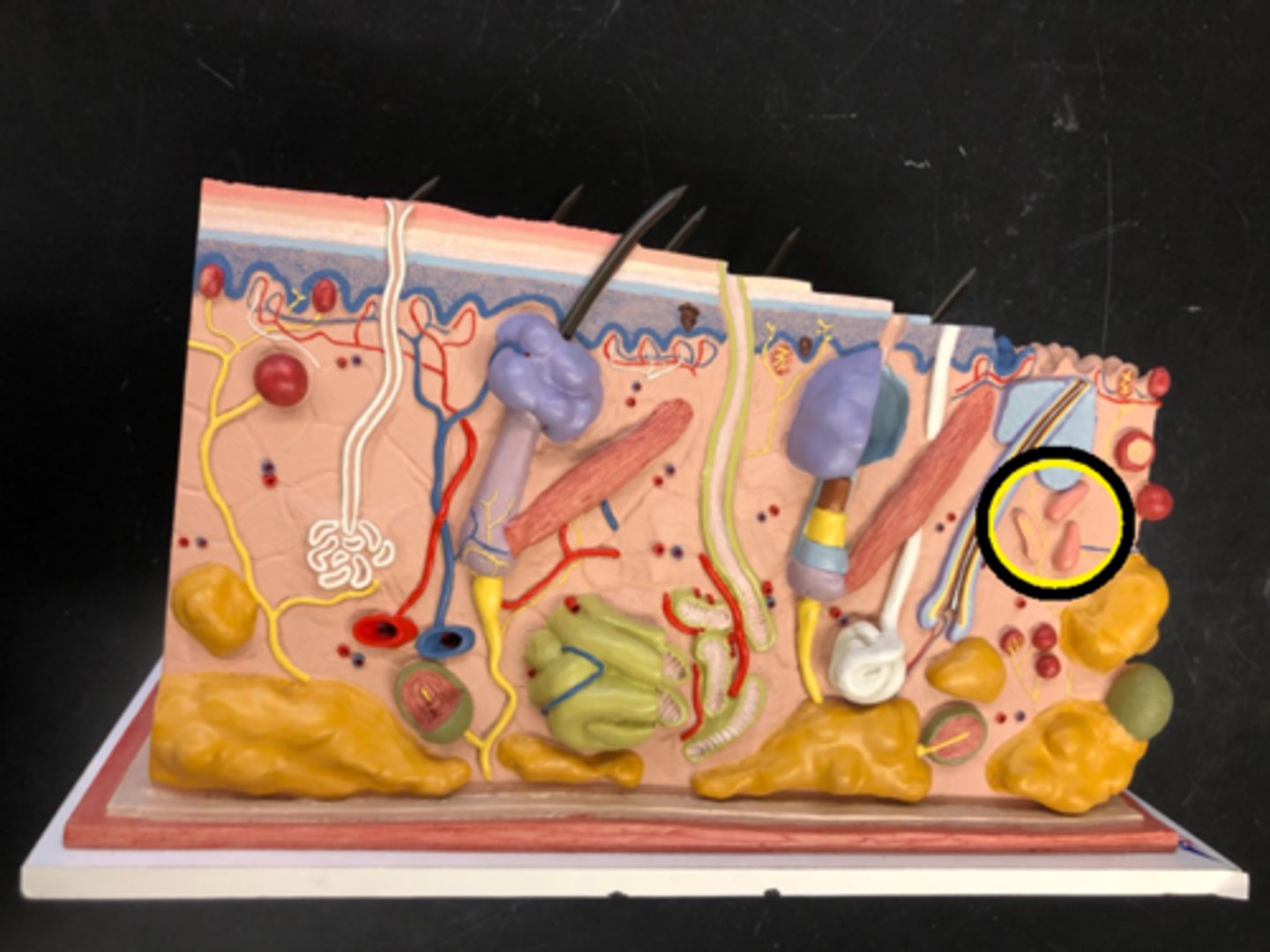 <p>detects continuous pressure and stretching</p>