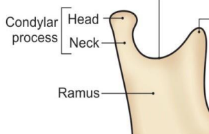 <p><strong>Condylar process</strong></p><p>Contains head and neck regions</p>
