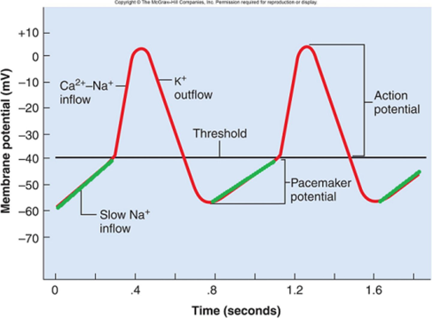 <p>sodium slowly flows in the cell eventually reaching threshold</p>