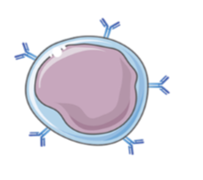 <ul><li><p>memory cell</p></li><li><p>express BCR on their surface</p></li></ul><p></p>