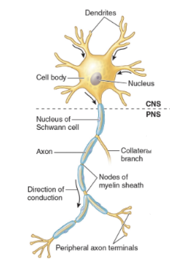 What type of neuron is this?