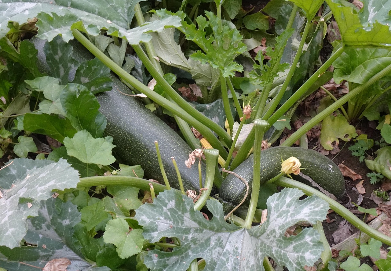 <p>Zucchini</p>