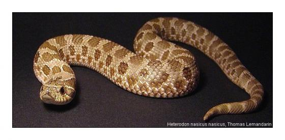 <p>hognose</p>