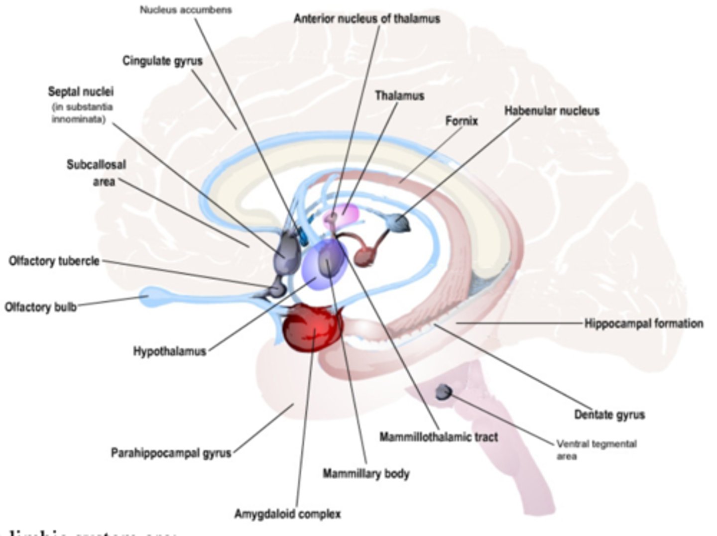 <p>all of the limbic lobe, many subcortical nuclei, several white matter structures</p>