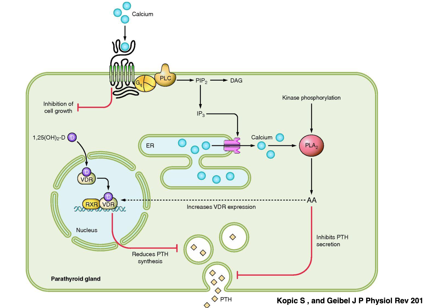 <p>Explain the Ca<sup>2+</sup>-sensing receptor on the plasma membrane used to monitor extracellular Ca<sup>2+</sup>.&nbsp;</p>