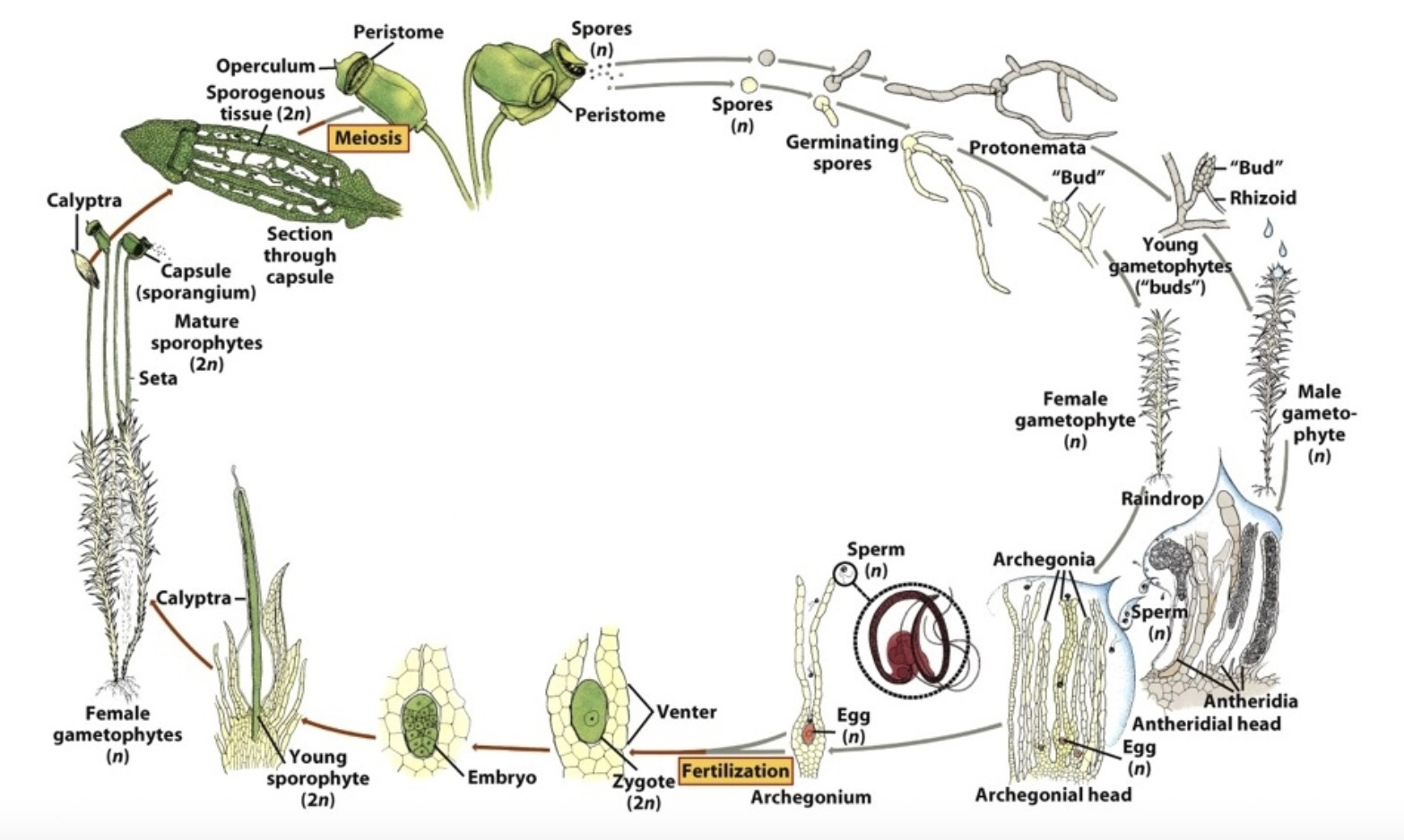 <p>Sporophyte has a stalk</p>