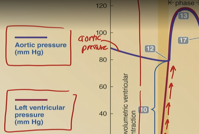 <p><strong>What is the result of the semilunar valve opening at Point 12?</strong><br>A. Ventricles fill with blood<br>B. Blood flows from atria to ventricles<br>C. Aortic pressure drops rapidly<br>D. Blood is ejected from the ventricle to the aorta</p>