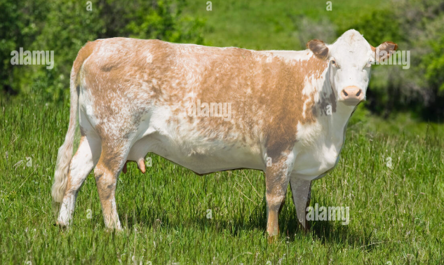 <p>Roan cattle, the heterozygous genotype shows both red and white hairs at the same time</p>