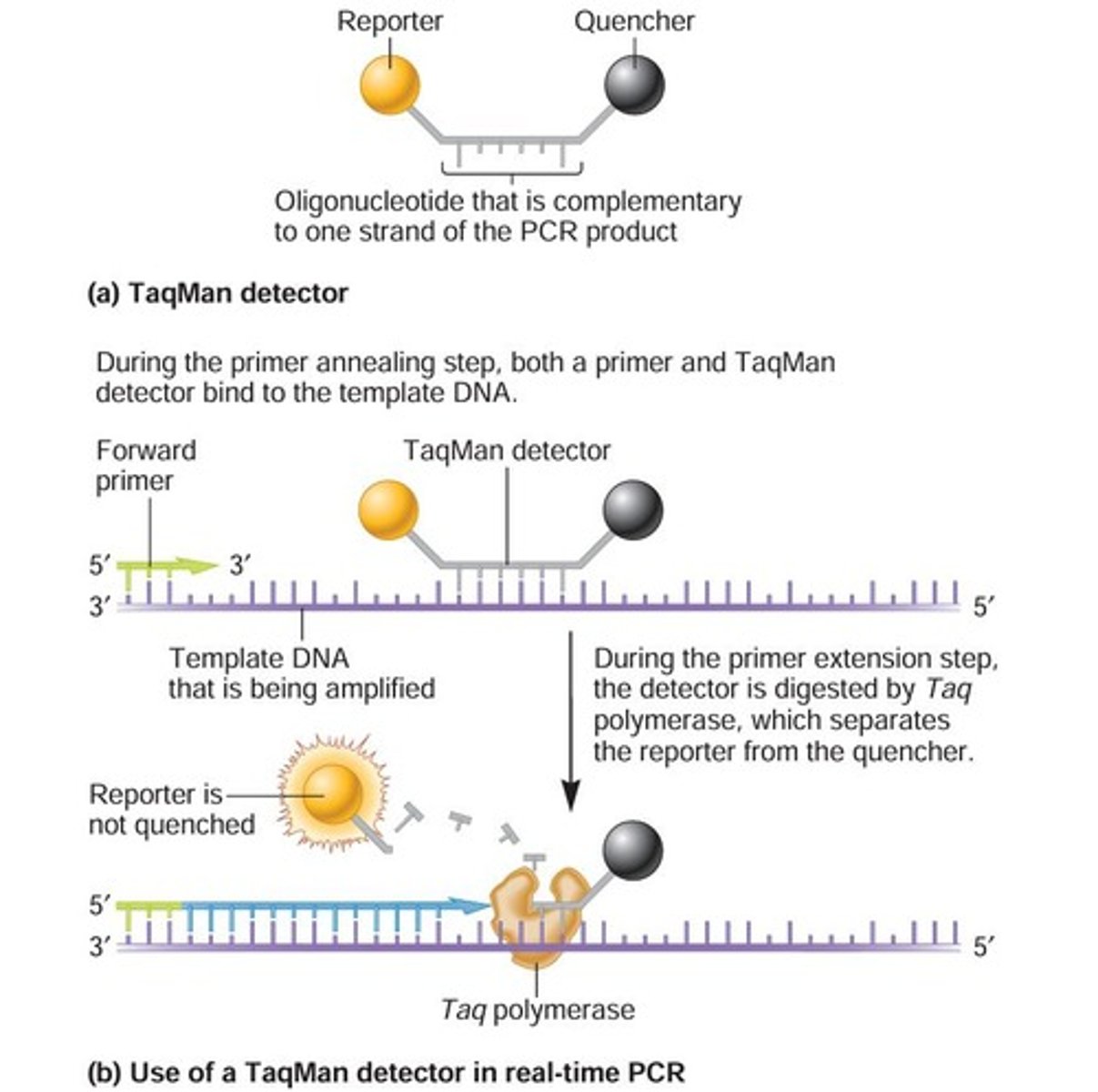 <p>A stable DNA polymerase used in PCR that functions at high temperatures.</p>