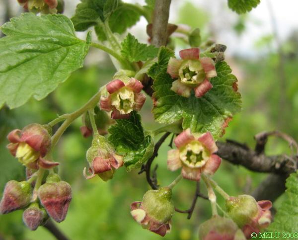 <p><span><em>Ribes nigrum</em></span></p>