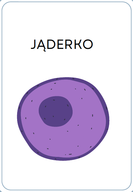 <p>JĄDERKO</p>