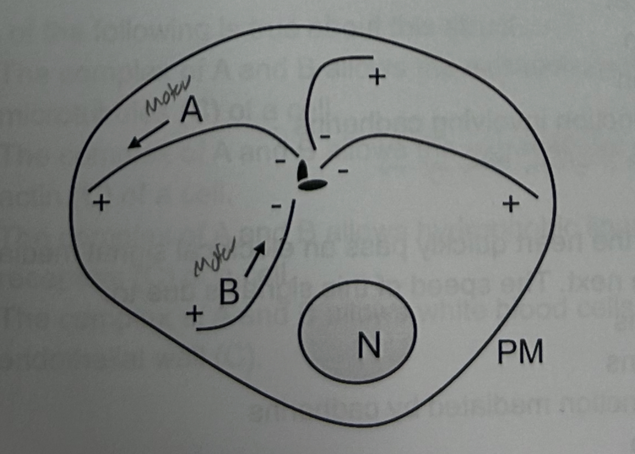 <p>Which of these protein movements requires ATP hydrolysis?</p>