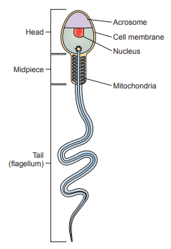 Figure 4: Normal spermatozoa structure