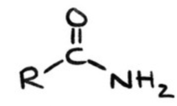 <p>acid derivatives that result from a combination of an acid with ammonia or an amine</p>