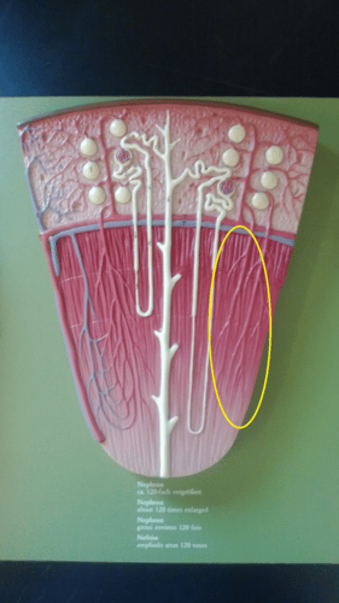 <p>Identify this urinary system structure.</p>