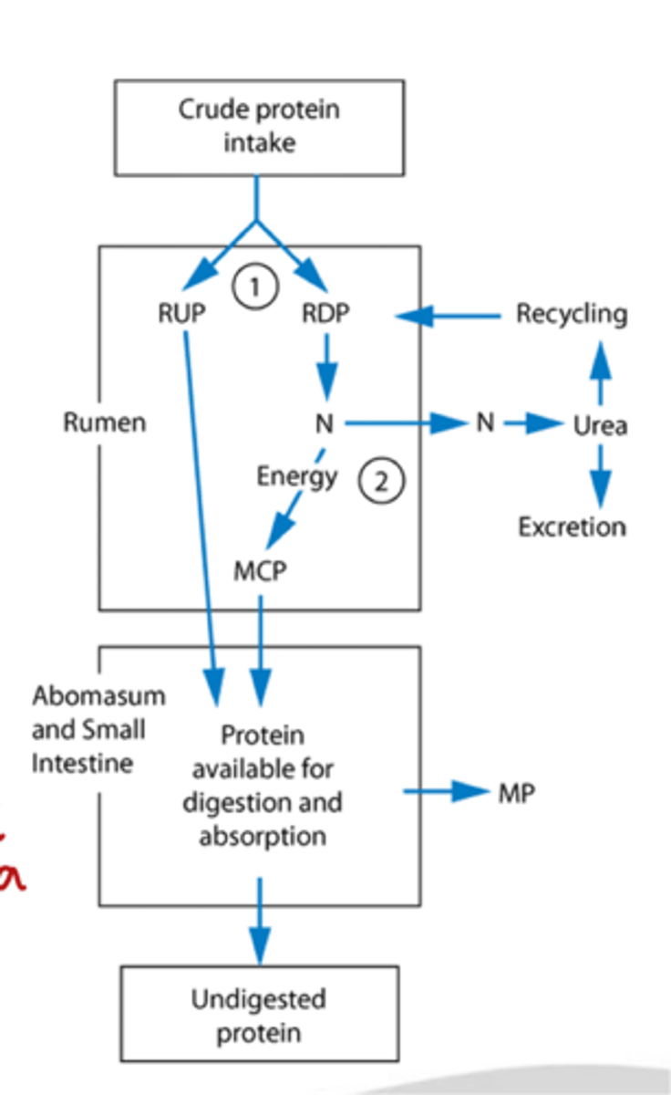 <p>why is it essential to match energy and protein supplies</p>