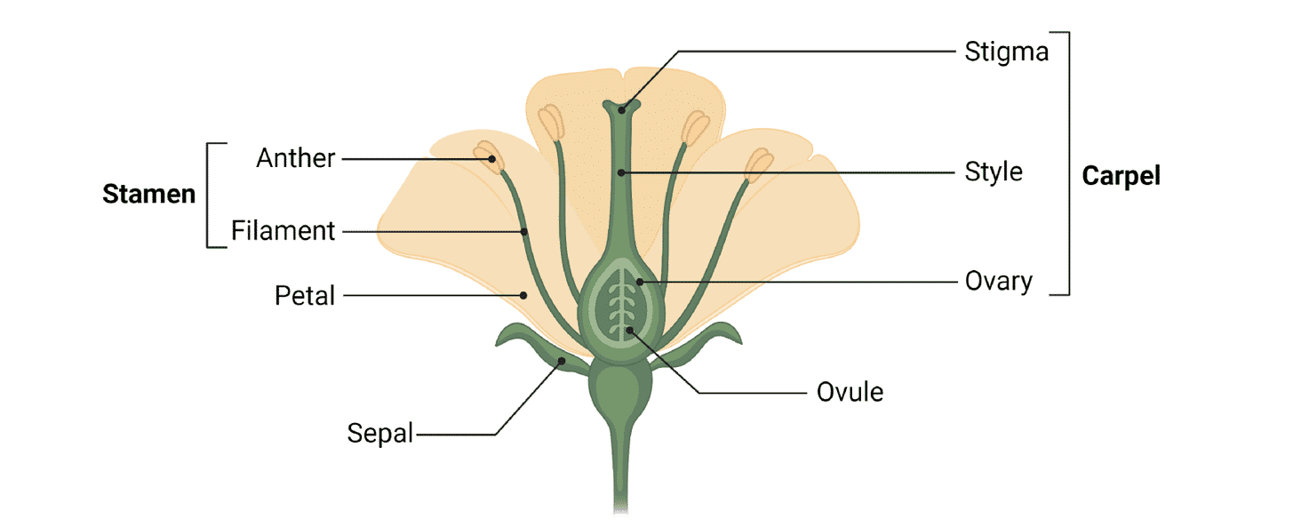 <p>sepal, ovule, ovary, petal, style, filament, stigma, anther</p>