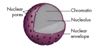 <ul><li><p>The nuclear envelope is dotted with thousands of nuclear pores</p></li><li><p>allows material to move into and out of the nucleus.&nbsp;</p></li></ul><p></p>