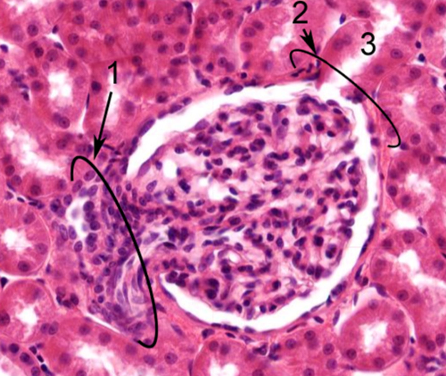<p>Identify the structure of the glomerulus at 2</p>