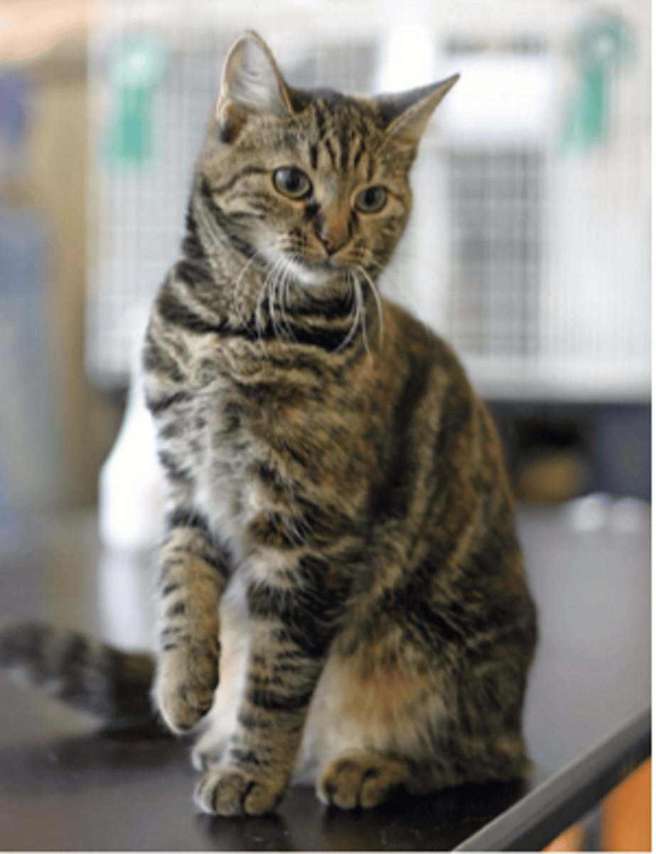 <p>looks like a basic street cat</p>