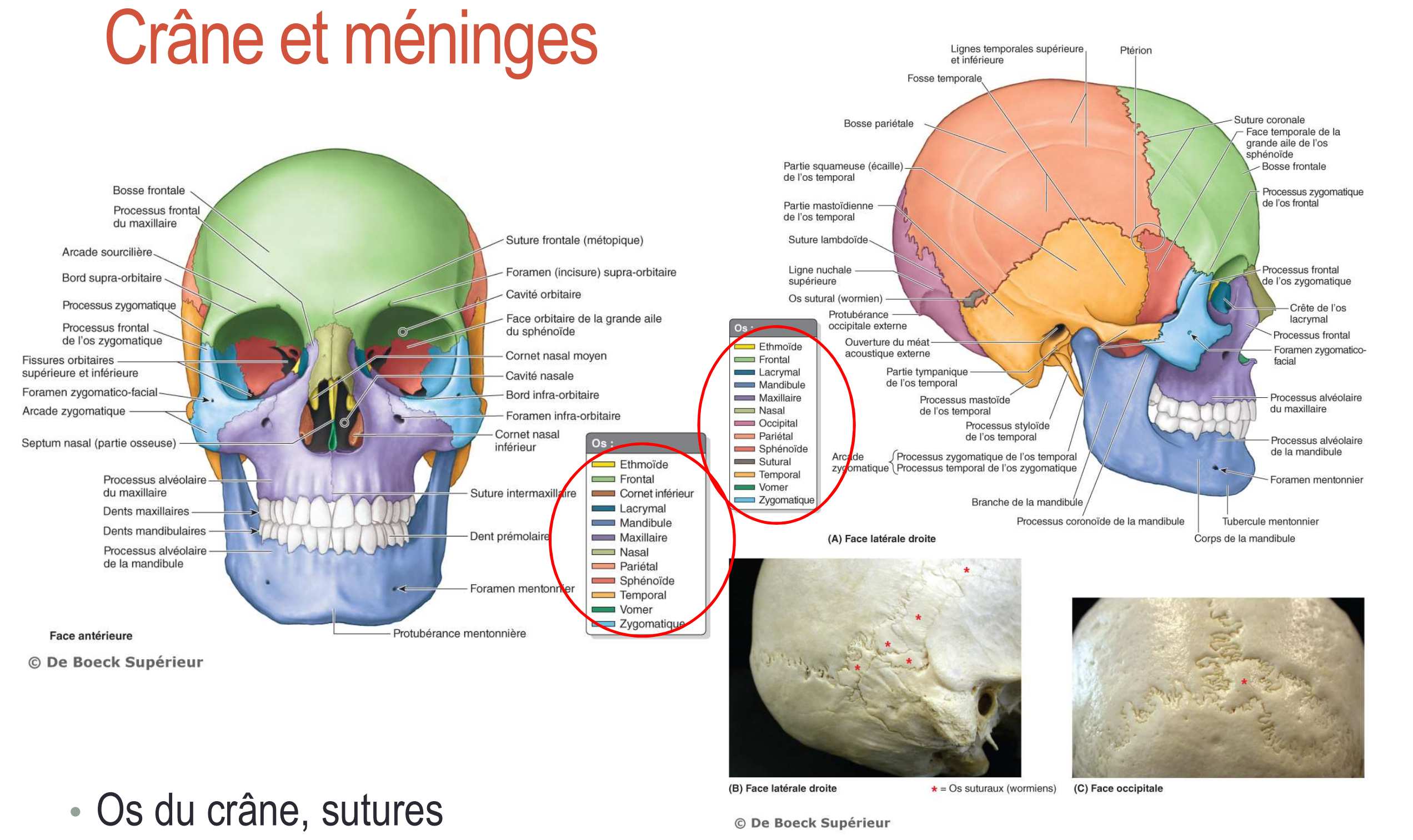 <p>Jaune: Ethmoïde</p><p>Vert pale: Frontal</p><p>Bleu foncé: Lacrymal</p><p>Mauve foncé: Mandibule</p><p>Mauve: Maxillaire</p><p>Kaki: Nasal</p><p>Saumon: Pariétal</p><p>Rouge: Sphénoïde</p><p>Noir: Structural</p><p>Orange: Temporal</p><p>Vert foncé: Vomer</p><p>Bleu pale: Zygomatique</p>