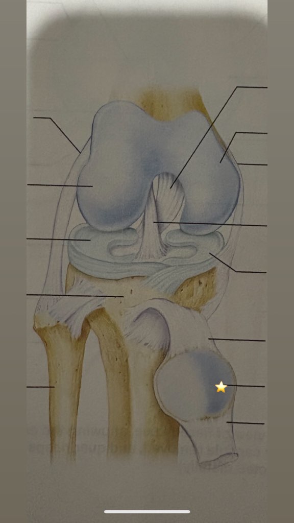 <p>name the starred structure</p>