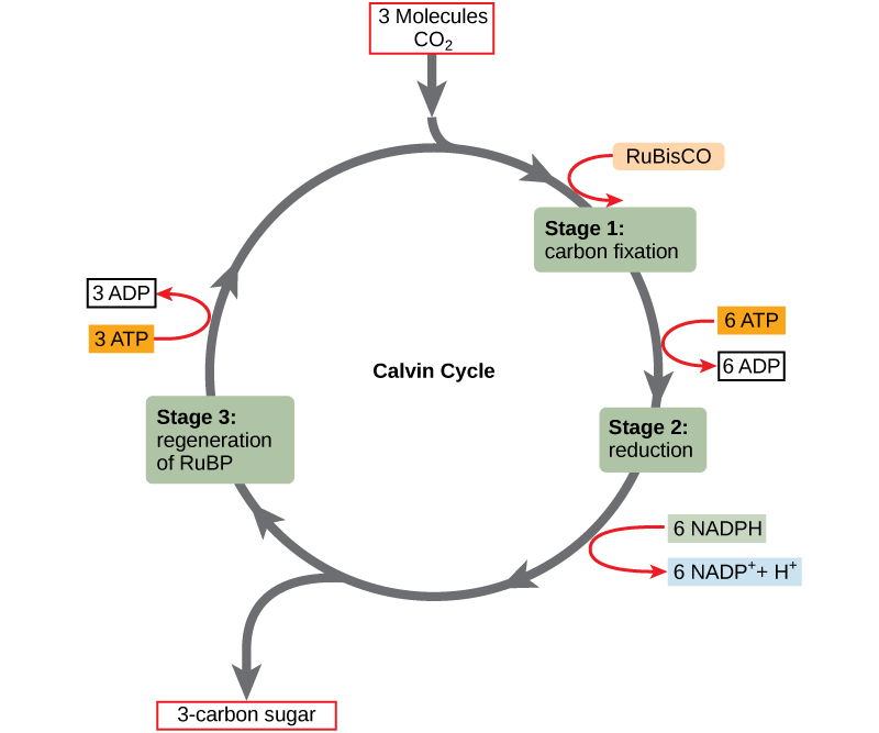 <p>take CO<sub>2</sub> and reduce it into simple sugars such as glucose</p><p></p>