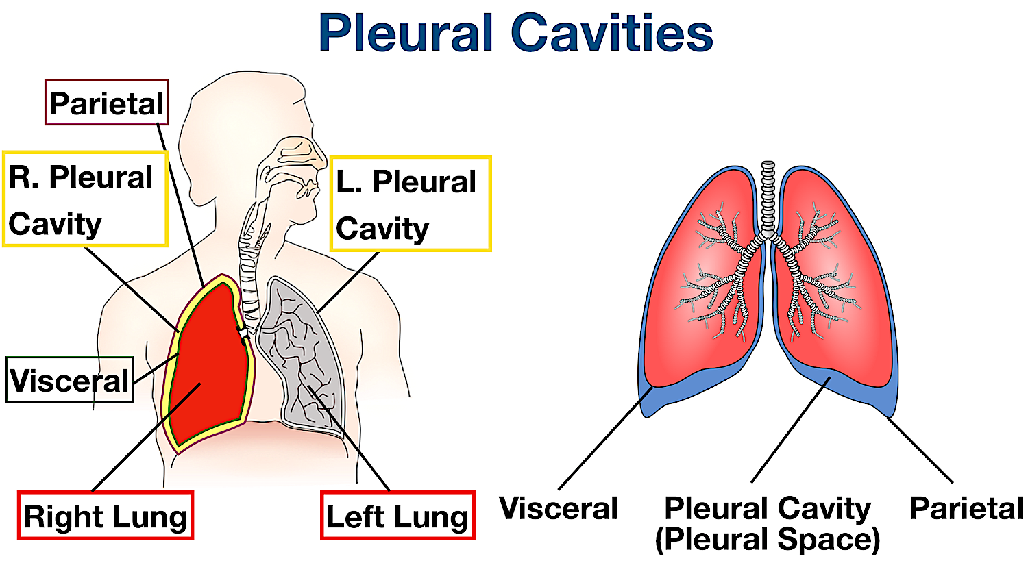 <p>A fluid-filled space surrounding the lungs, enclosed by the ribs and sternum</p>