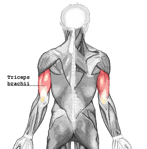<p>Main elbow extensor; located on the back of upper arm.</p>