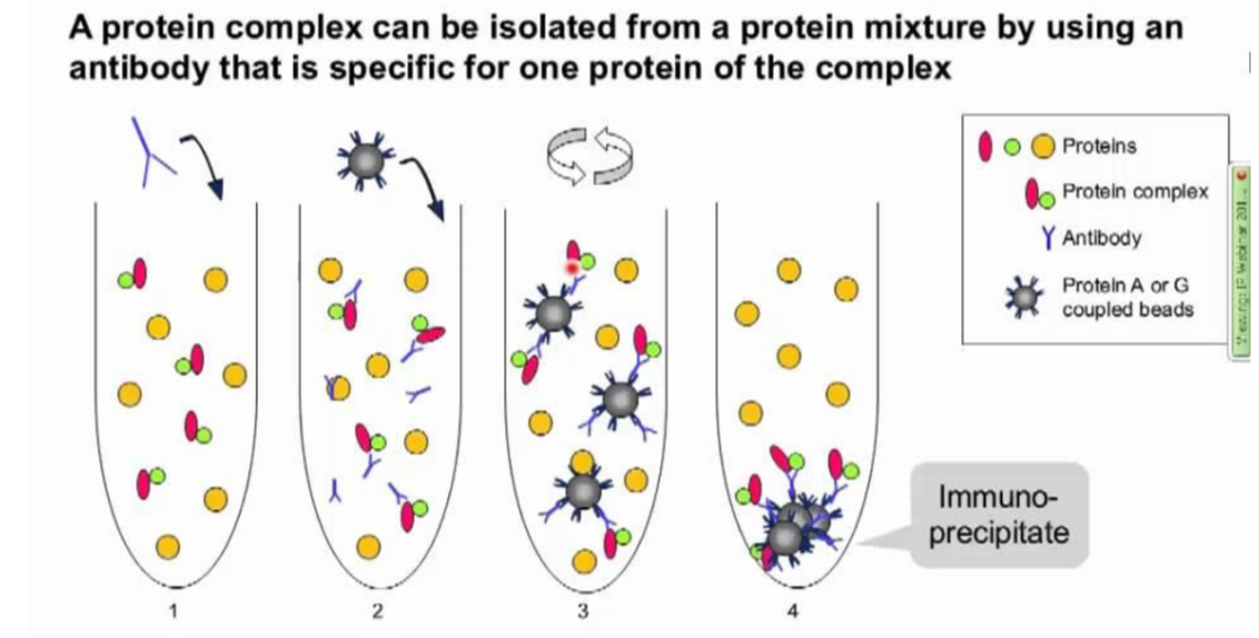 <p>Co-immunoprecipitation</p>