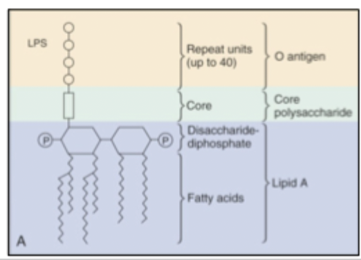 <ul><li><p>outer part of gram negative membrane </p></li><li><p>endotoxin released when infection cleared abruptly </p></li></ul><p></p><p>lipid A - 4 to 6 3-hydroxy-fatty acids attached to dimer of glucosamine phosphate</p><p></p><p>core polysaccharide - fairly conserved linker: 8, 7 and 6-carbon sugars </p><p></p><p>O-polysaccharide - 4 to 5 sugars repeated 10 to 20 times; highly strain-specific</p><p></p><p>LPS (especially lipid A) causes fever - somatic antigen endotoxin </p><p></p><ul><li><p>essential for bacterial viability</p></li><li><p>hydrophilic O-polysaccharide repels hydrophobic molecules which could otherwise penetrate the cell membrane (including many antibiotics)</p></li><li><p>small hydrophilic molecules can enter freely through porins</p></li><li><p>LPS structure is used to classify bacteria </p></li></ul><p></p>