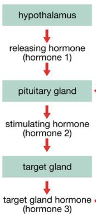 <ol><li><p>hypothalamus </p></li><li><p>pituitary gland </p></li><li><p>target gland </p></li></ol><p>each one producing hormones </p>