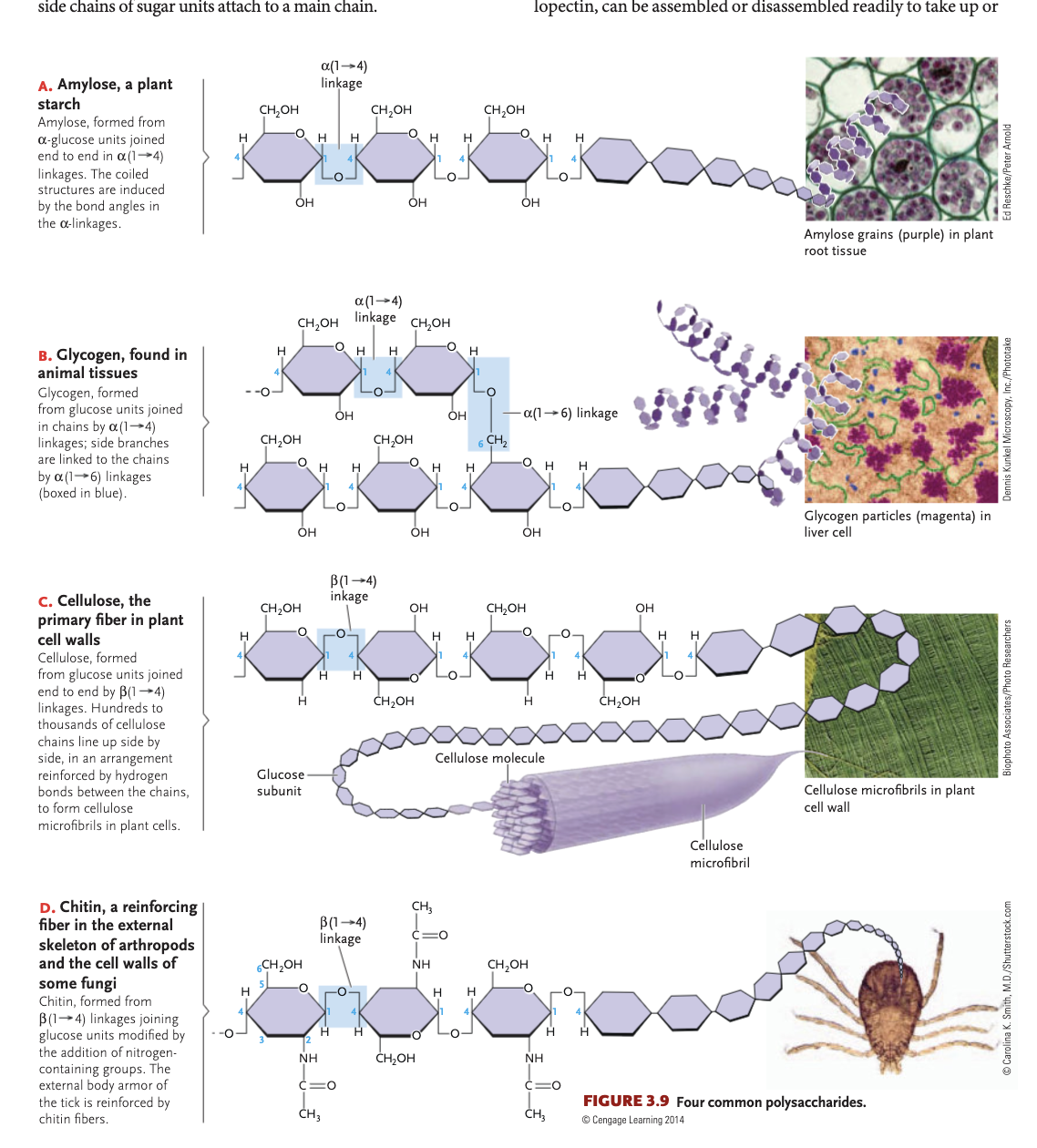 <p>starch (plants) glycogen (animals)</p>