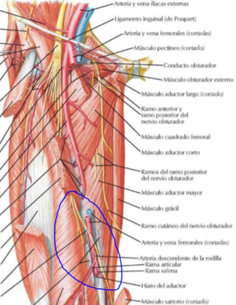 <p>Forma en la que discurre el nervio safeno</p>