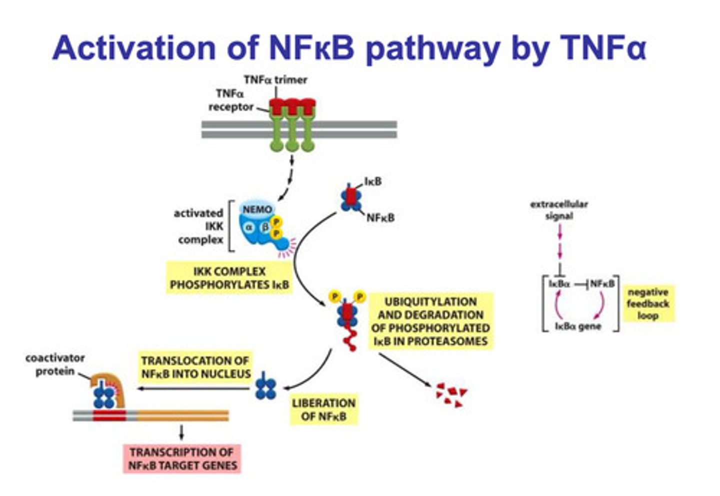 <p>- a TNFα trimer ligand binds to a TNFα trimer receptor</p><p>- once bound, the IKK complex is activated</p><p>- the activated IKK complex phosphorylates Iκβ</p><p>- the phosphorylation of Iκβ targets it for ubiquitination and degradation</p><p>- the degradation of Iκβ releases NFκβ, and it is translocated into the nucleus</p><p>- NFκβ and some additional regulatory proteins bind to the response element of the DNA strand</p><p>- transcription of NFκβ target genes are produced (pro-inflammatory genes)</p><p>(the production of NFκβ causes the production of Iκβ, which inhibits NFκβ)</p>