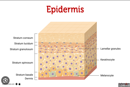 <ul><li><p>stratified squamous epithelium</p></li><li><p>no direct blood supply</p></li></ul>