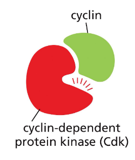 <p>proteins that increase and decrease throughout cell cycle</p><p>bind and activate <u>cyclin-dependent kinases</u> (Cdk)</p><p>Cdk regulate cell cycle activites. phosphorylate effector proteins, levels stay constant, only active when bound to cyclin partner</p>
