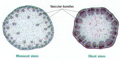 Monocots- scattered vascular bundles (no arrangement). No pith or cortex, ground tissue just fills space between bundles

\
Dicots- vascular bundles arranged in a ring surrounded by the cortex (ground tissue) with pith (ground tissue) in the middle 