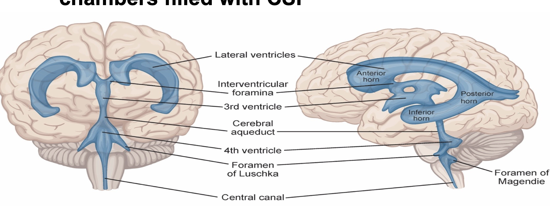 <p><span style="color: rgb(0, 0, 0);">80% of brain uppermost, 2 hemispheres 4 lobes</span></p><p><span style="color: rgb(0, 0, 0);"><span>1) meninges (brain fluid suspension position, prevent brain movement trauma)</span></span></p><p><span style="color: rgb(0, 0, 0);"><span>)dura mater - two tough outer<br>layers with space in between,<br>adheres to bone<br>• the foldings of this layer<br>separate the cerebral right<br>and left hemispheres and<br>the cerebellum<br>2)arachnoid mater/layer -<br>spider-like covering where the<br>blood vessels pass<br>3)pia mater - thin inner<br>covering where all the major<br>arteries and veins serve the<br>surface of the brain with blood<br>flow<br>2) cerebrospinal fluid (nutrient delivery and waste removal, cerebrum to the cerebellum+spinal cord)<br>3) ventricles (open spaces to cushion and float the brain, </span></span><span><span>2 lateral, a third, and a fourth interconnected chambers with cerebrospinal fluid produced by choroid plexus)</span></span></p>