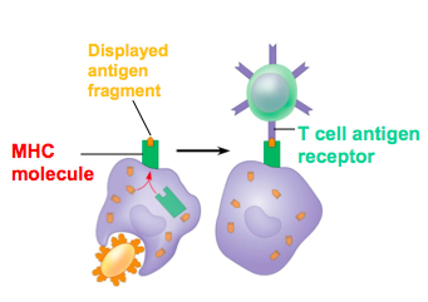 <p>First step in specific immune response</p>
